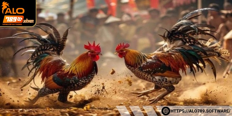 Giới thiệu sơ bộ về đá gà ALO789